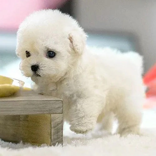 Hollevo™ Interactieve knuffelpuppy die loopt en blaft
