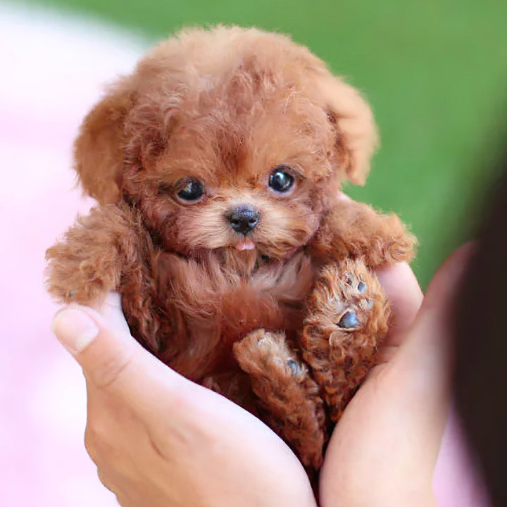 Hollevo™ Interactieve robotpuppy die loopt, blaft en kwispelt