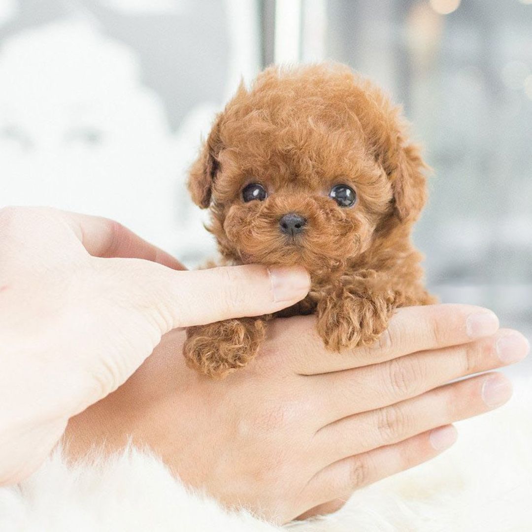 Hollevo™ Interactieve robotpuppy die loopt, blaft en kwispelt