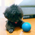 Hollevo™ Interactieve bewegende bal voor katten en honden, oplaadbaar