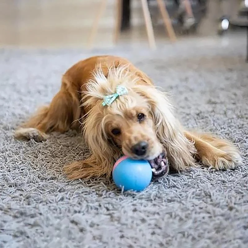 Hollevo™ Interactieve bewegende bal voor katten en honden, oplaadbaar